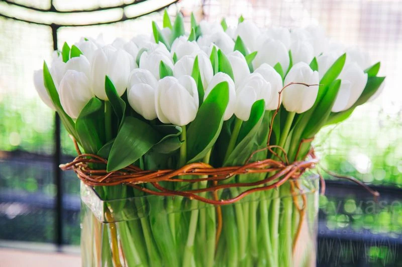 Midnight Tulip Magic 5 Midnight Tulip Magic - Image 3