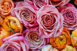 Tulips And Roses, Oh My -Flower Gift Shop tr112116 9