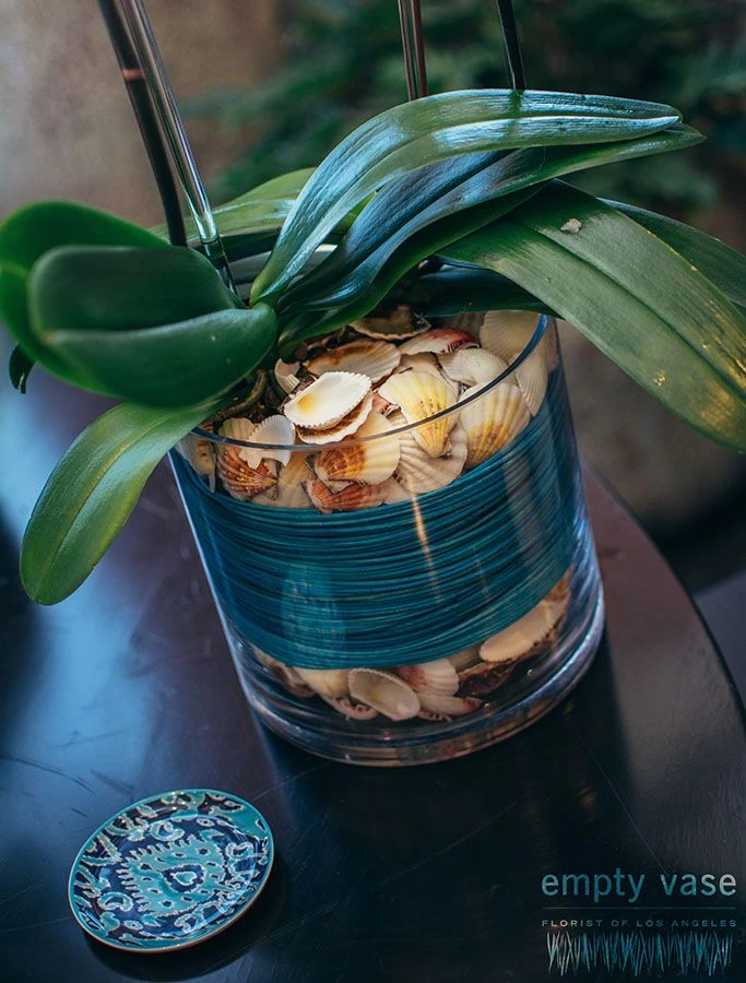 Tropical Majesty 6 Tropical Majesty - Image 4