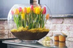 The Tulip Sunrise 8 The Tulip Sunrise -Flower Gift Shop ts091216 1