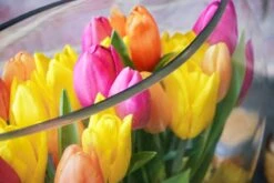 The Tulip Sunrise 9 The Tulip Sunrise -Flower Gift Shop ts091216 3