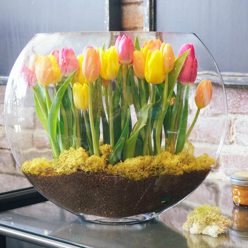 The Tulip Sunrise 3 The Tulip Sunrise