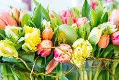 Tenacious Tulips 9 Tenacious Tulips -Flower Gift Shop tt031516 3