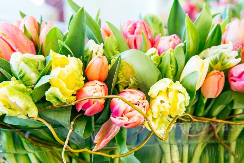 Tenacious Tulips 6 Tenacious Tulips - Image 4