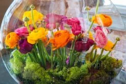 Veil Of The Fairies -Flower Gift Shop vf030216 1 1