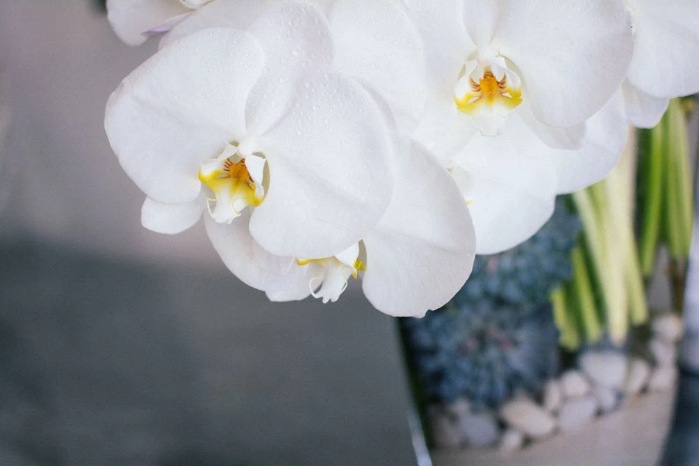 Villa Savoye 6 Villa Savoye - Image 4