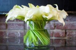 Waltz Of The Calla Lilies -Flower Gift Shop wc110916 2 2