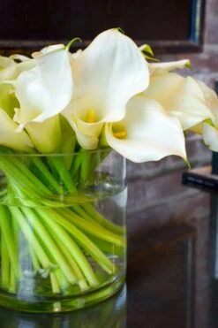 Waltz Of The Calla Lilies -Flower Gift Shop wc110916 4 1