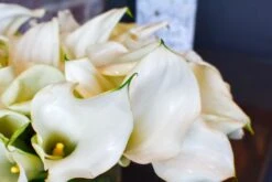 Waltz Of The Calla Lilies -Flower Gift Shop wc110916 5