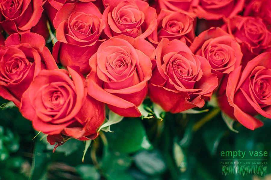 Wild Rose 4 Wild Rose - Image 2