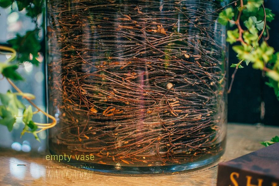 Wild Rose 5 Wild Rose - Image 3