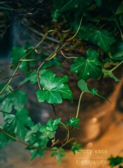 Wild Rose 9 Wild Rose -Flower Gift Shop wildrose3