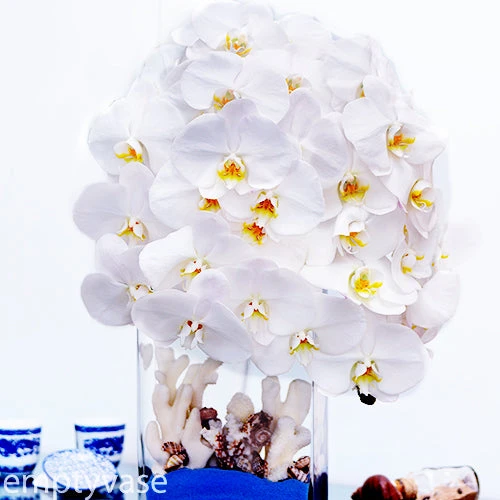 White Paradise 3 White Paradise